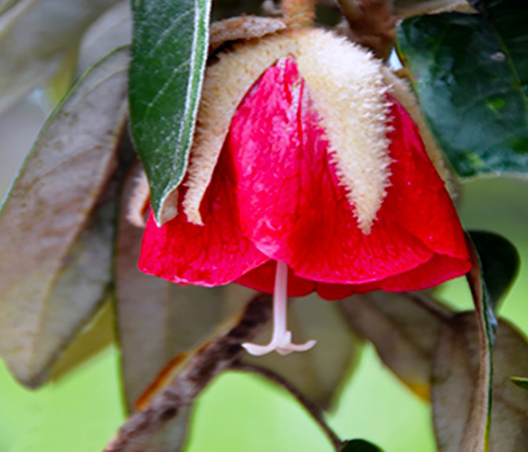 fleurs.jpg