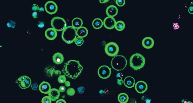 Express.mu (620 x 330) (17).png