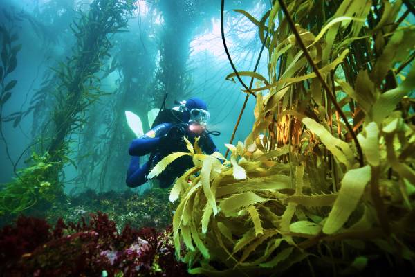CaptainDarwin_Kelp_©Captain Darwin