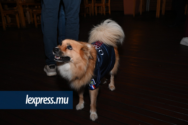 Revane, adorable... et caline à souhait. La mascotte du PSG samedi !