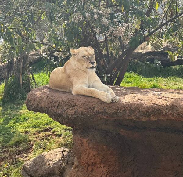Lion a Unity Park.jpg